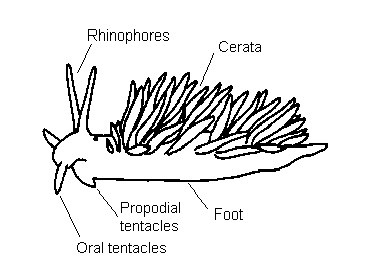 Sea Slug Anatomy Nudibranches sea Slugs Department Of Biodiversity